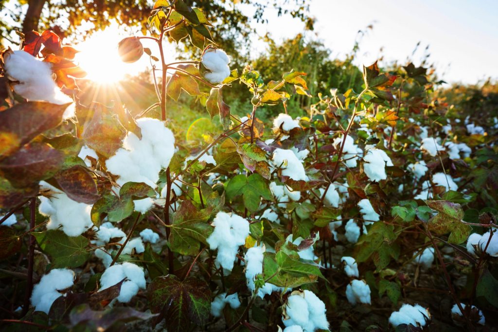 Cotton field at sunrise. Autumn season.