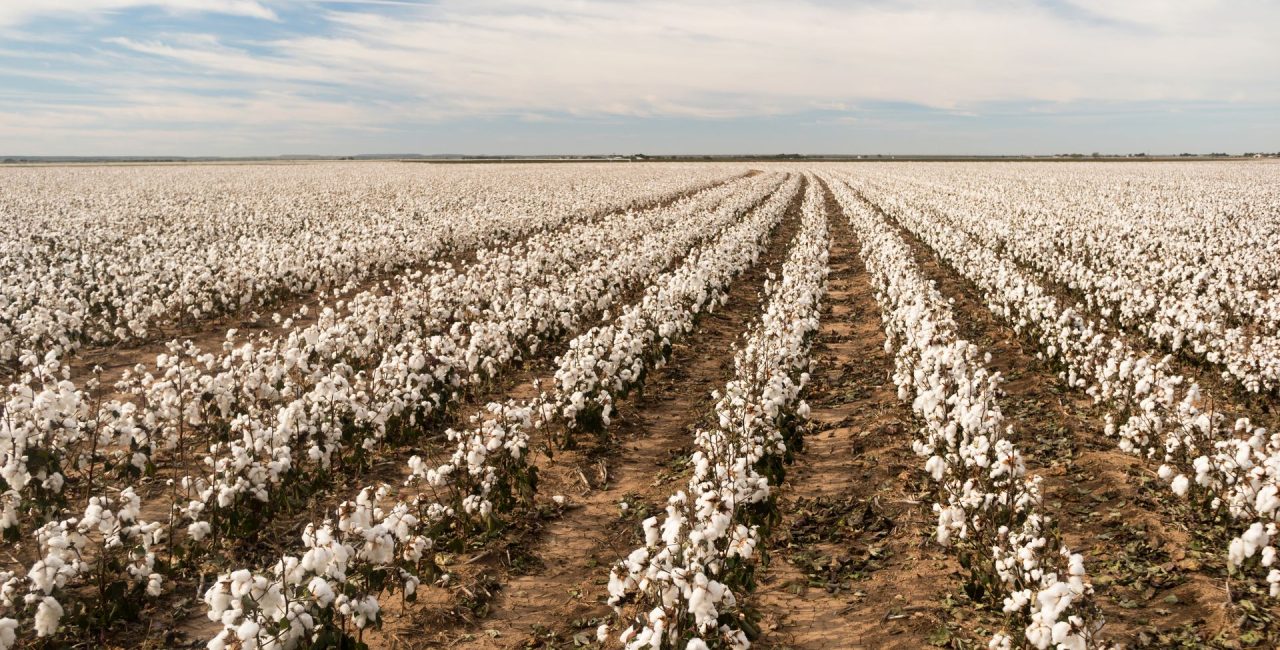 Cotton plants appear in neat rows on a Texas plantation